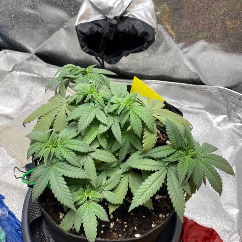 Erstgeborene  growlog photo: Kurz nach dem wasser und Dünger