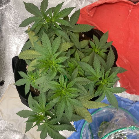 Erstgeborene  growlog timeline photo