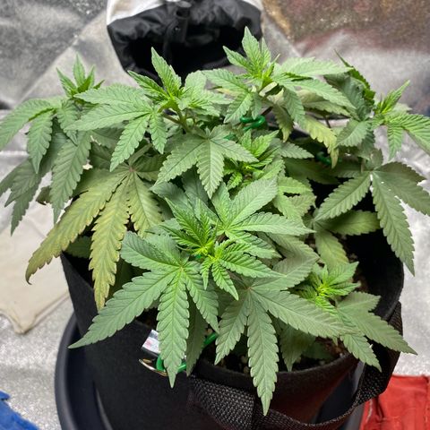 Erstgeborene  growlog timeline photo