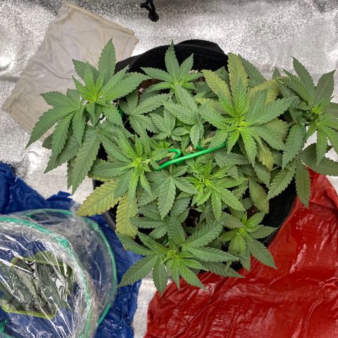 Erstgeborene  growlog timeline photo