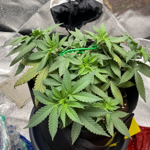 Erstgeborene  growlog timeline photo