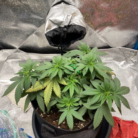 Erstgeborene  growlog timeline photo
