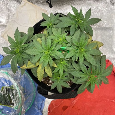 Erstgeborene  growlog timeline photo