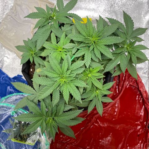 Erstgeborene  growlog timeline photo