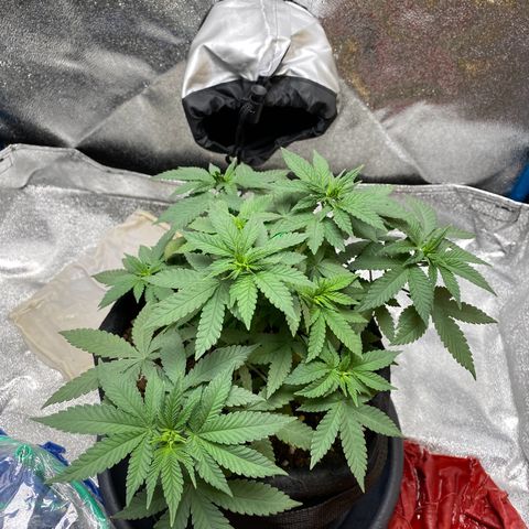 Erstgeborene  growlog timeline photo