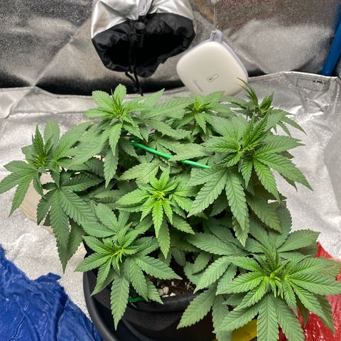 Erstgeborene  growlog timeline photo