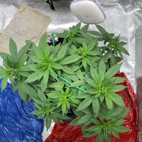 Erstgeborene  growlog timeline photo