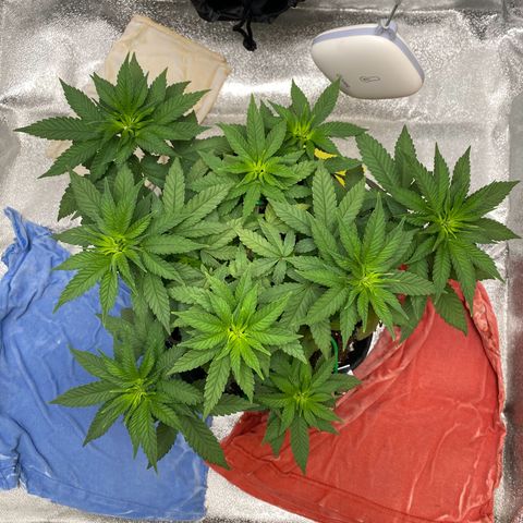 Erstgeborene  growlog timeline photo