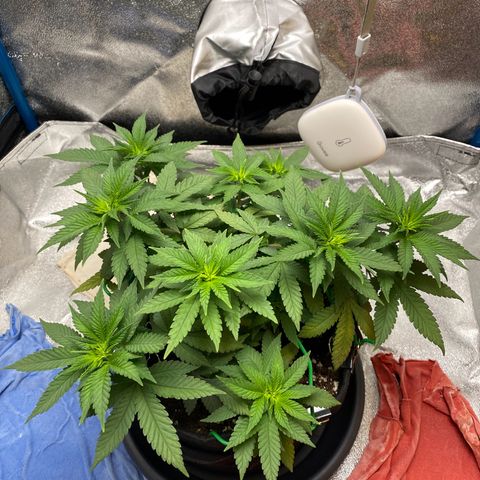 Erstgeborene  growlog timeline photo