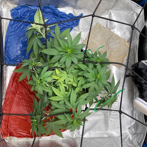 Erstgeborene  growlog timeline photo