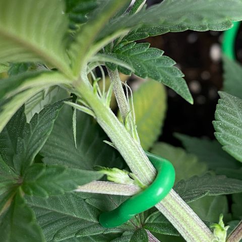 Erstgeborene  growlog timeline photo