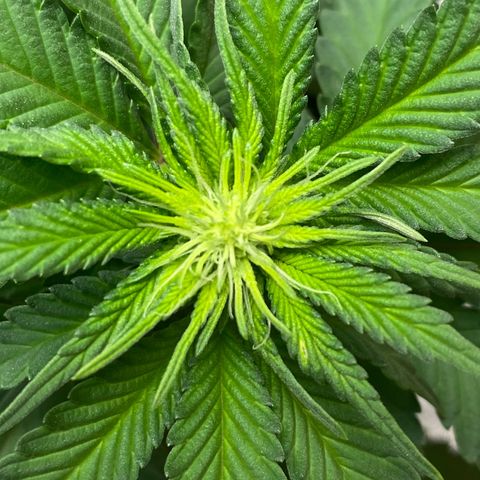 Erstgeborene  growlog timeline photo