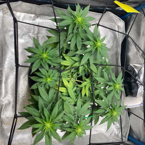Erstgeborene  growlog timeline photo
