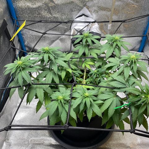 Erstgeborene  growlog timeline photo