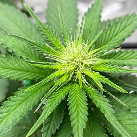 Erstgeborene  growlog timeline photo