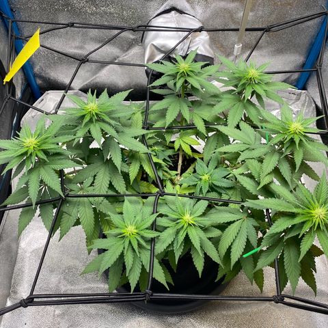 Erstgeborene  growlog timeline photo