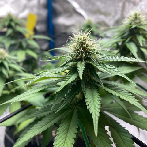 Erstgeborene  growlog timeline photo