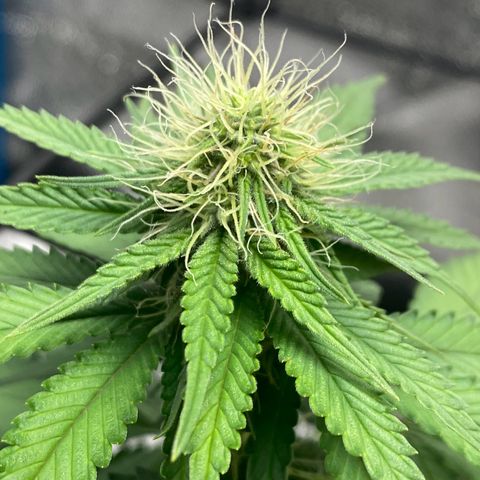 Erstgeborene  growlog timeline photo
