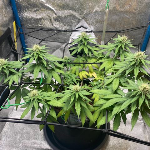 Erstgeborene  growlog timeline photo