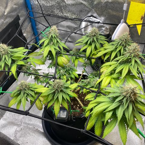 Erstgeborene  growlog timeline photo