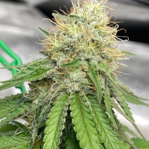 Erstgeborene  growlog timeline photo