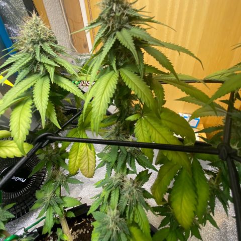 Erstgeborene  growlog timeline photo