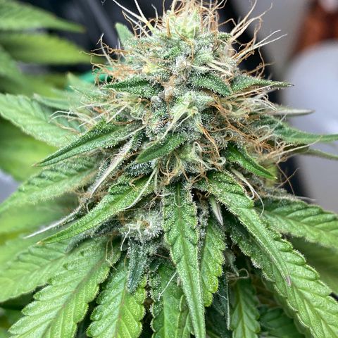 Erstgeborene  growlog timeline photo