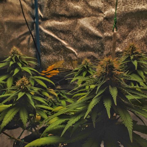 Erstgeborene  growlog timeline photo