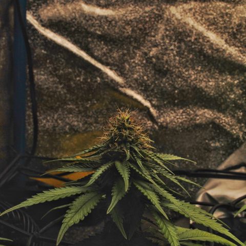 Erstgeborene  growlog timeline photo