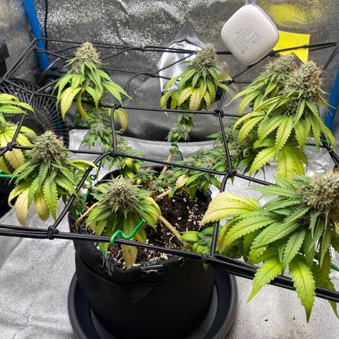Erstgeborene  growlog timeline photo