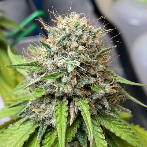 Erstgeborene  growlog timeline photo