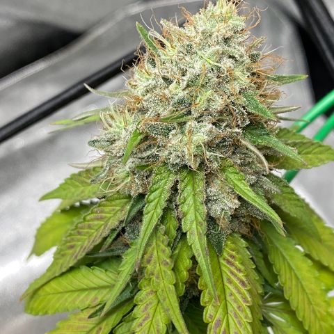 Erstgeborene  growlog photo: purple 