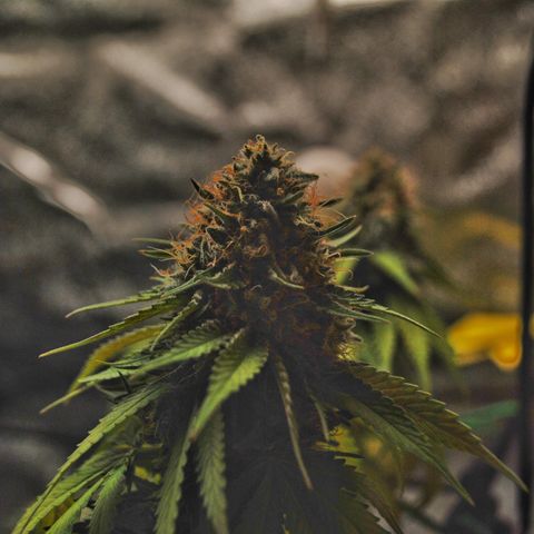 Erstgeborene  growlog timeline photo