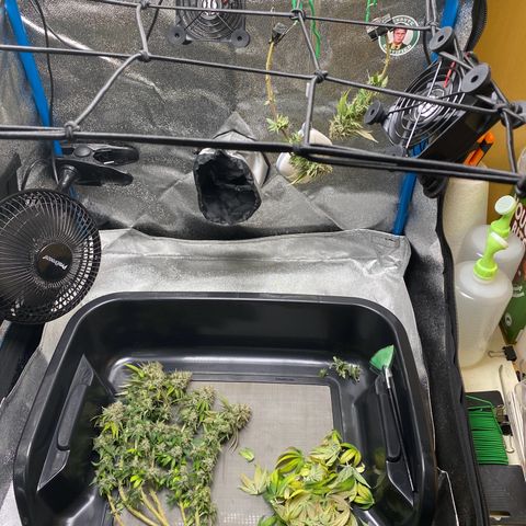 Erstgeborene  growlog timeline photo