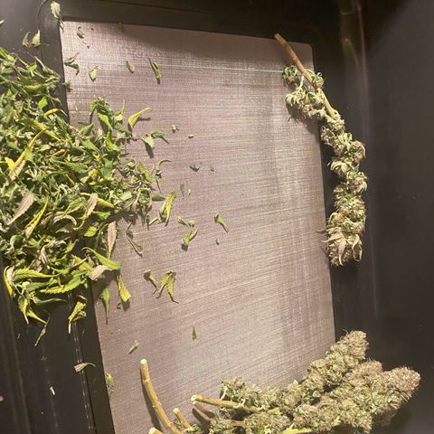 Erstgeborene  growlog timeline photo