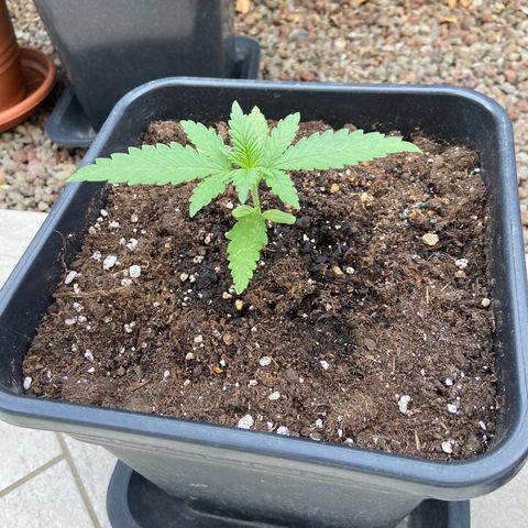 Green Crack Fast Flowering growlog timeline photo