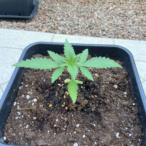 Green Crack Fast Flowering growlog timeline photo