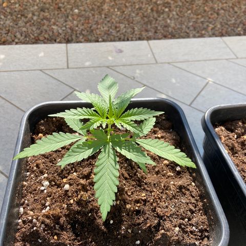 Green Crack Fast Flowering growlog timeline photo
