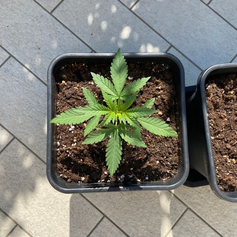 Green Crack Fast Flowering growlog timeline photo