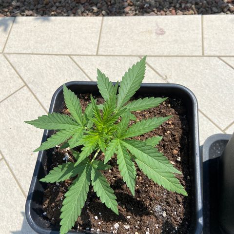 Green Crack Fast Flowering growlog timeline photo