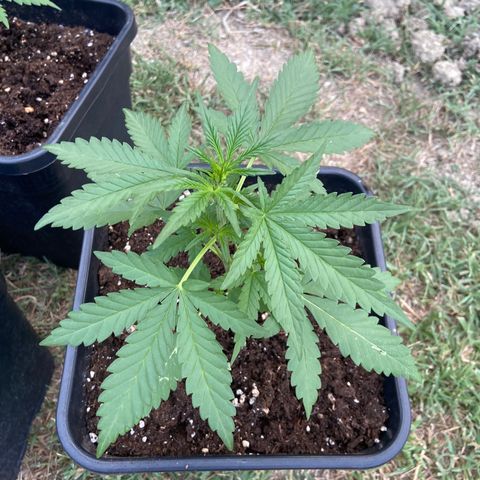 Green Crack Fast Flowering growlog timeline photo