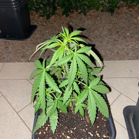 Green Crack Fast Flowering growlog timeline photo
