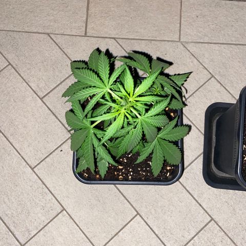Green Crack Fast Flowering growlog timeline photo