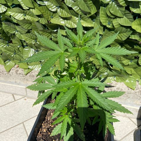 Green Crack Fast Flowering growlog timeline photo