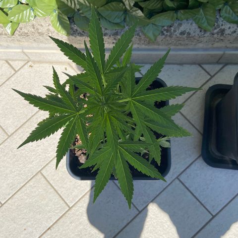 Green Crack Fast Flowering growlog timeline photo