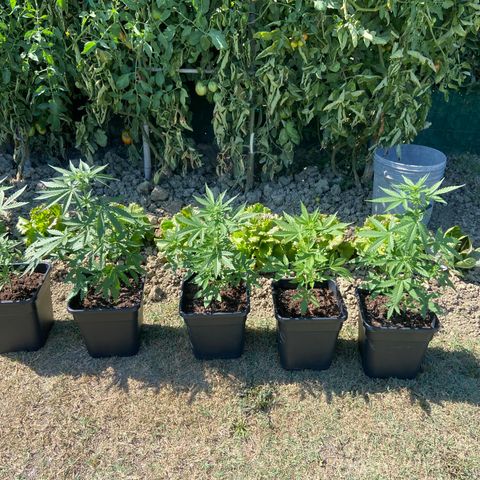 Green Crack Fast Flowering growlog timeline photo