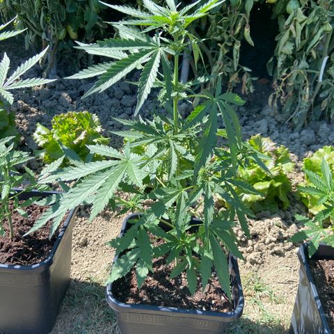 Green Crack Fast Flowering growlog timeline photo