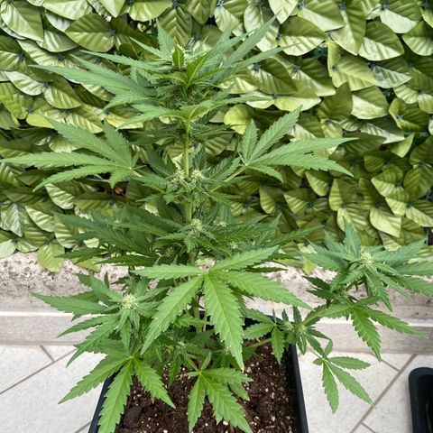 Green Crack Fast Flowering growlog timeline photo