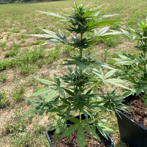 Green Crack Fast Flowering growlog timeline photo