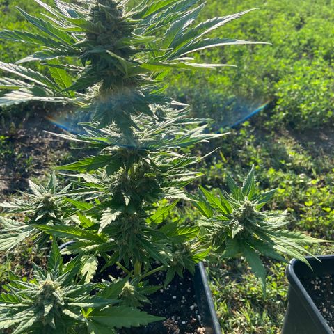 Green Crack Fast Flowering growlog timeline photo